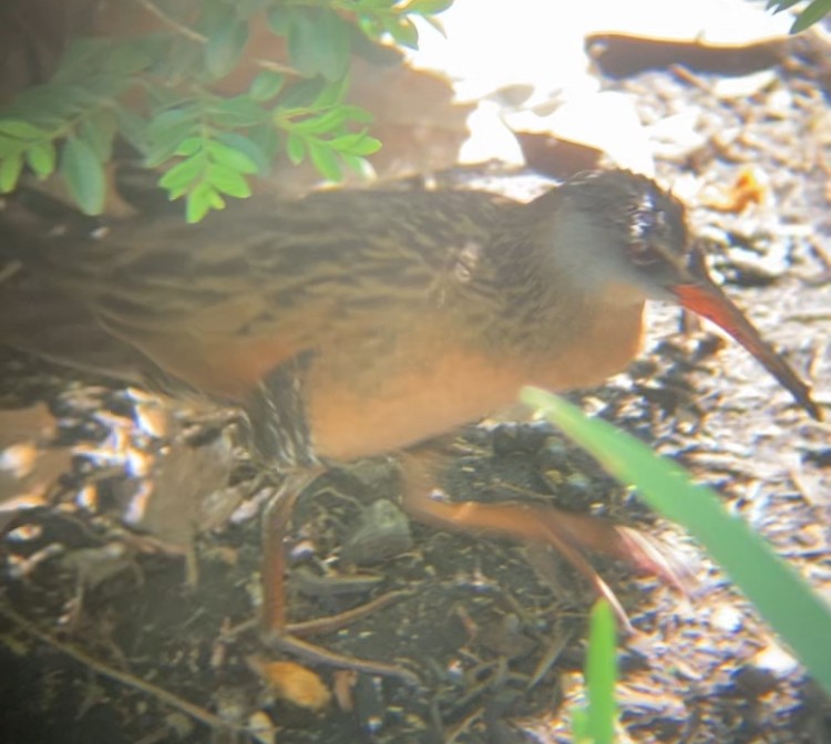 Râle de Virginie - ML655192175