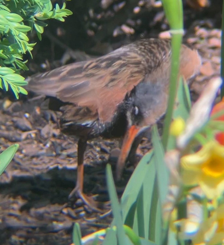 Râle de Virginie - ML655192176