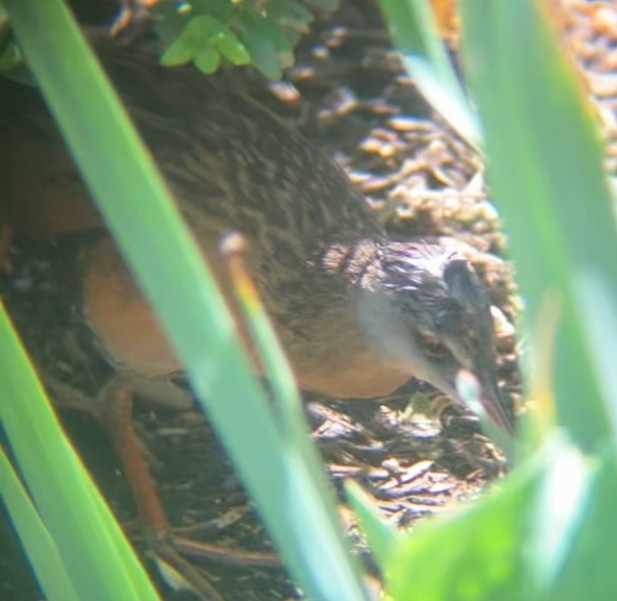 Râle de Virginie - ML655192177