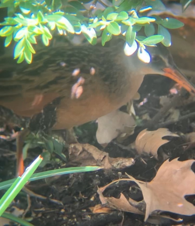 Râle de Virginie - ML655192178