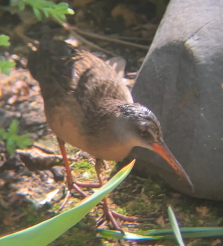 Râle de Virginie - ML655192179