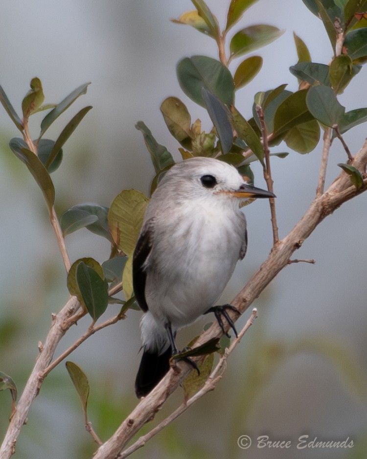 White-headed Marsh Tyrant - ML655192195