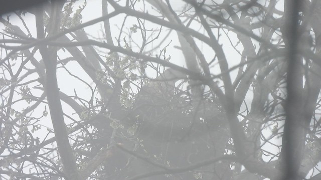 Cooper's Hawk - ML655192212