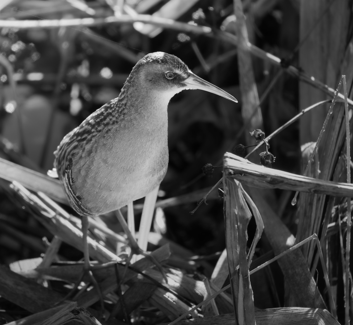 Râle de Virginie - ML655192286