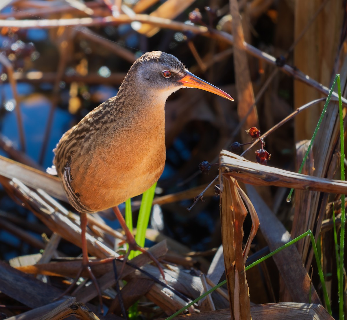 Râle de Virginie - ML655192287