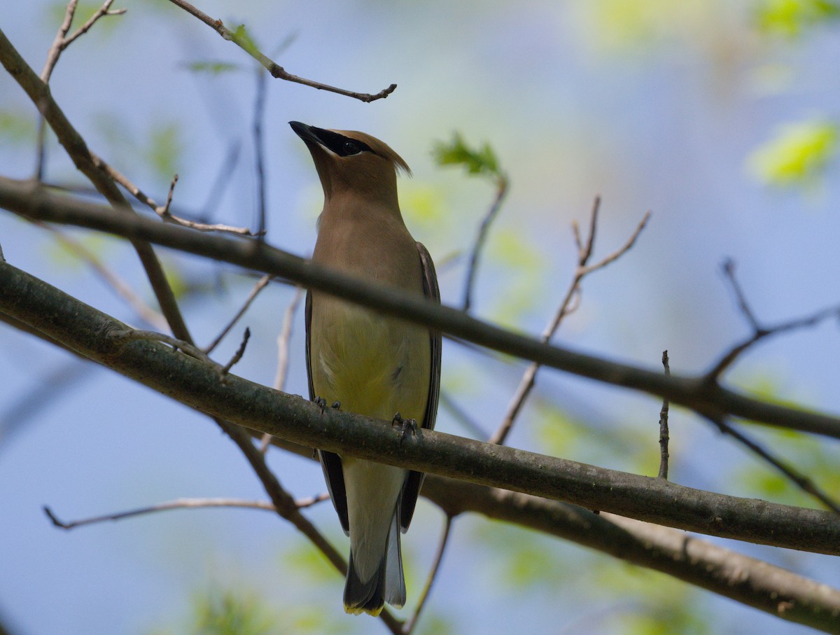 Cedar Waxwing - ML655192410
