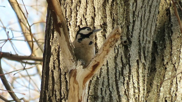 Great Spotted Woodpecker - ML655192510