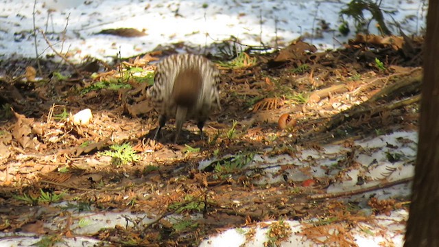 Northern Nutcracker - ML655192630