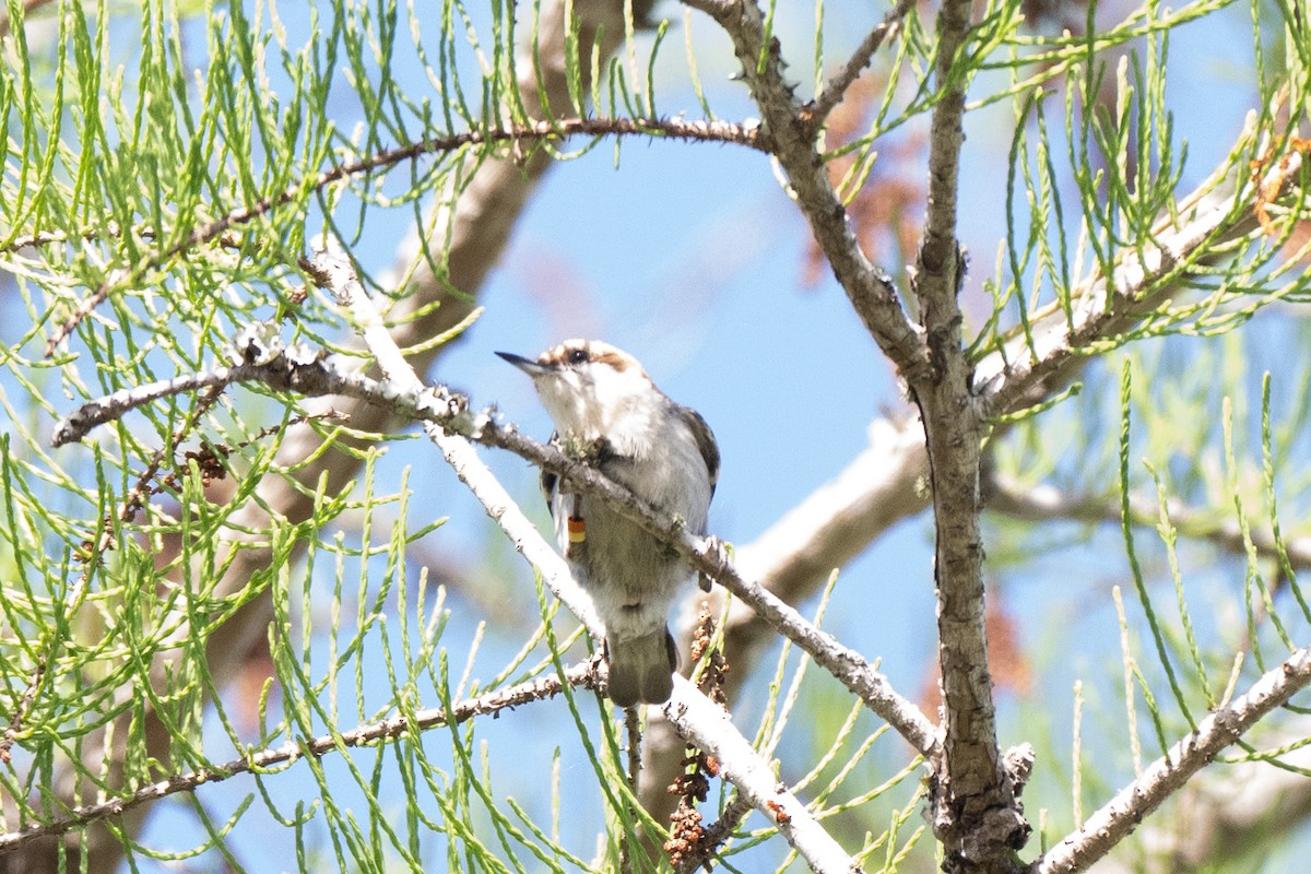 Brown-headed Nuthatch - ML655192703