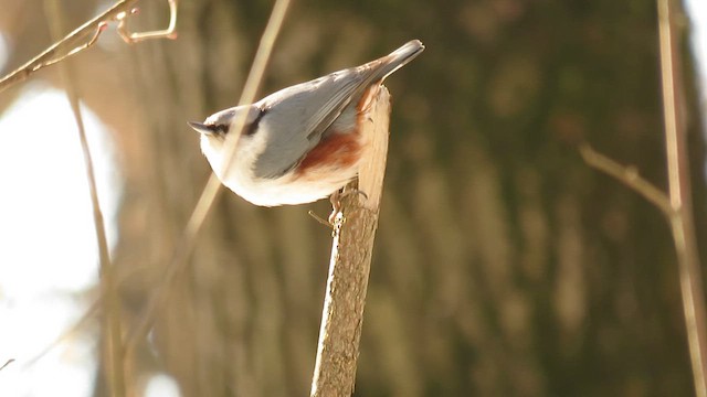 Eurasian Nuthatch - ML655192707