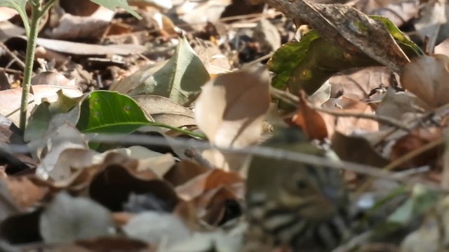 Ovenbird - ML655192709