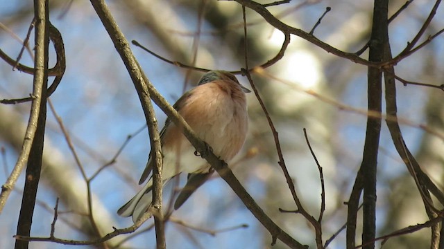 Common Chaffinch - ML655192779
