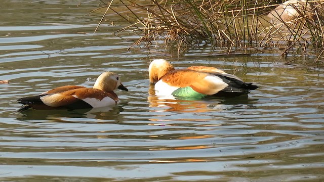 Ruddy Shelduck - ML655192811