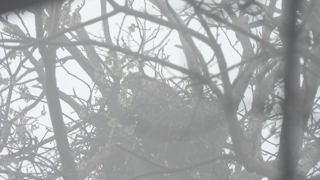 Cooper's Hawk - ML655192830