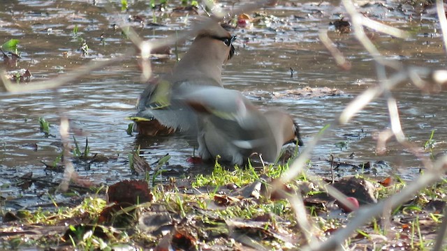 Bohemian Waxwing - ML655192939