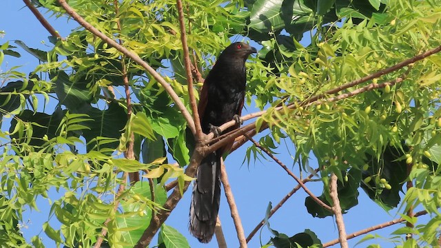 Greater Coucal - ML655192956