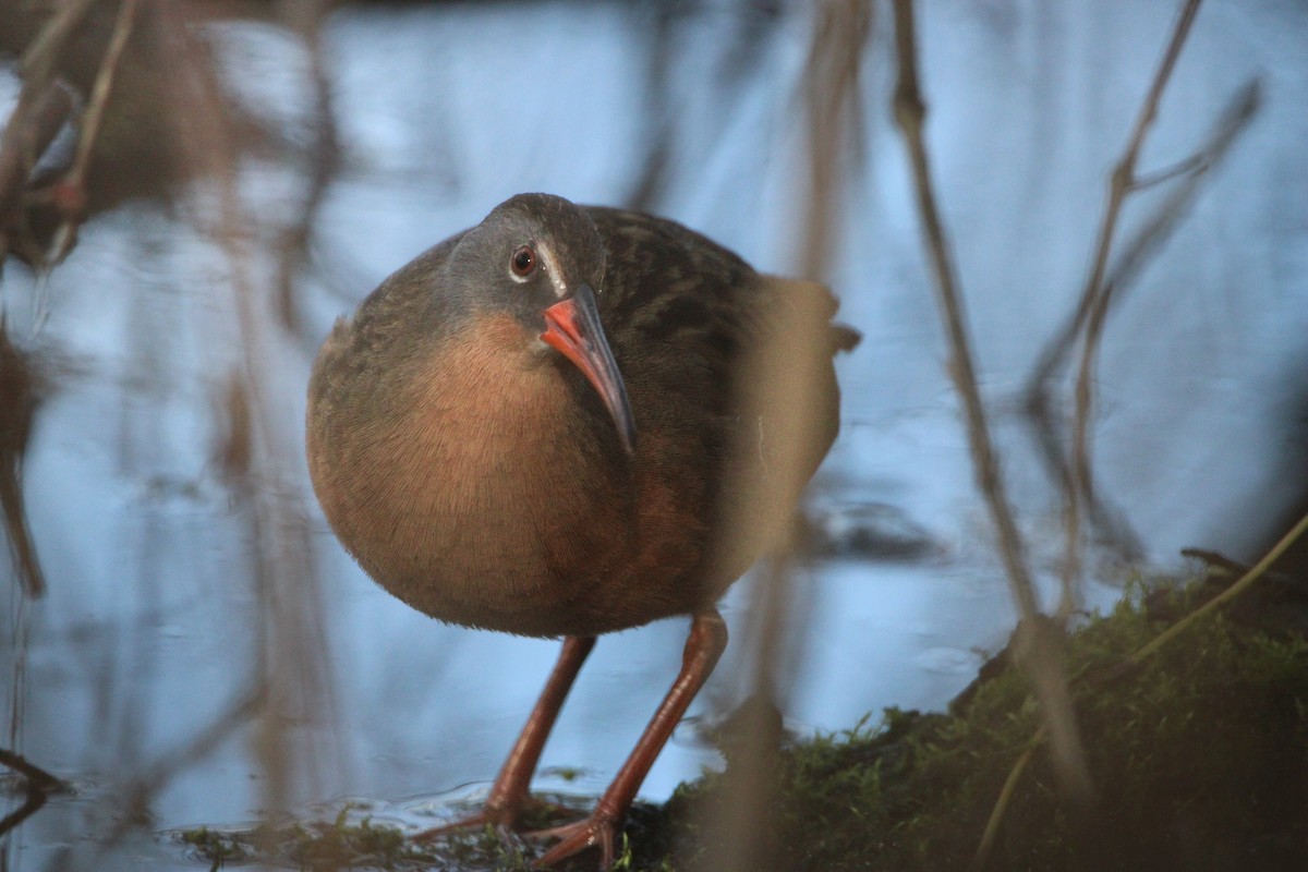 Râle de Virginie - ML655192992