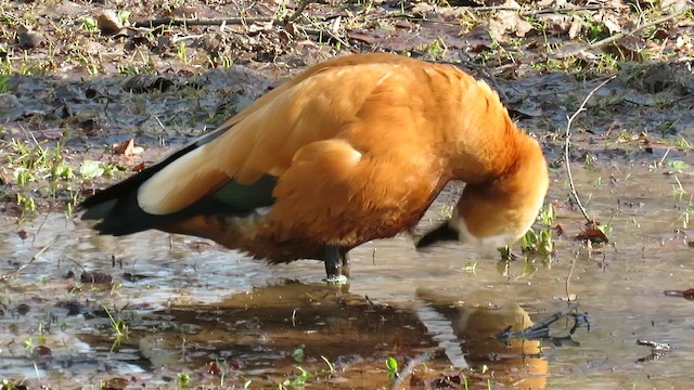 Ruddy Shelduck - ML655193118
