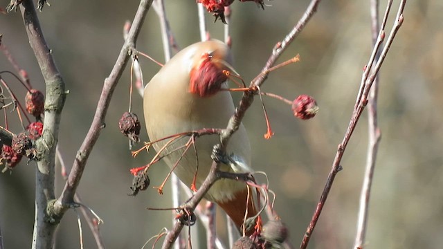 Bohemian Waxwing - ML655193192