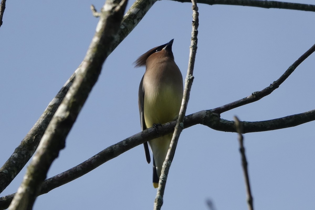 Cedar Waxwing - ML655193361