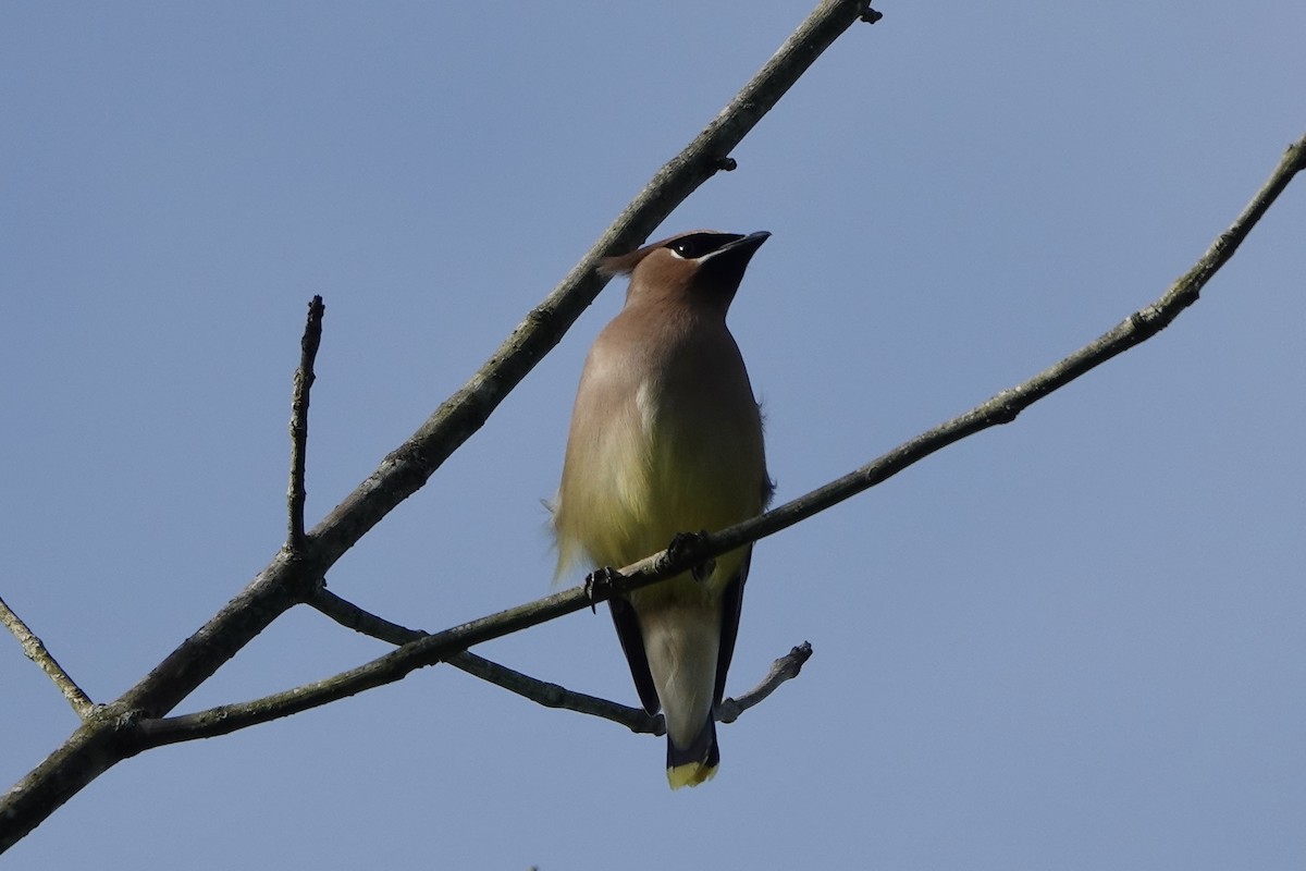 Cedar Waxwing - ML655193362