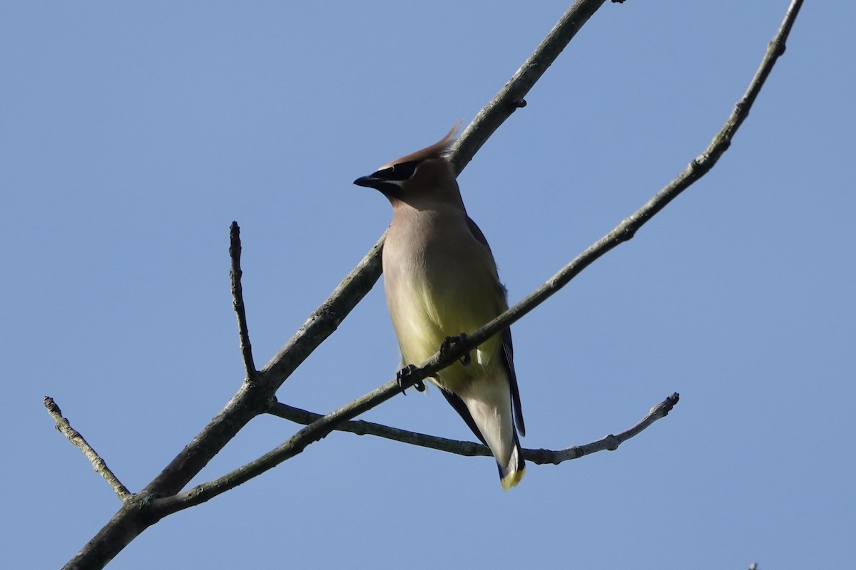 Cedar Waxwing - ML655193364