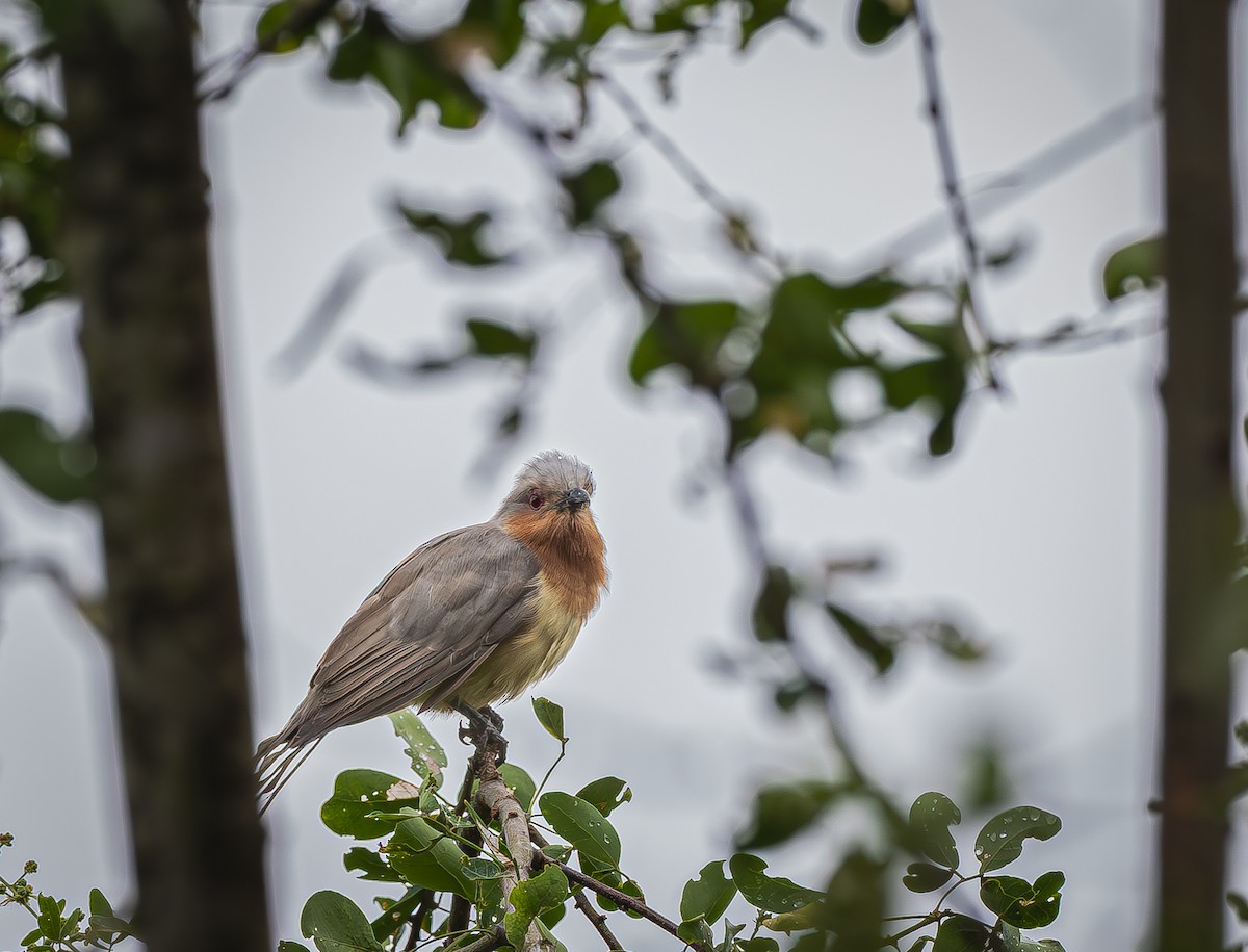 Ufak Guguk - ML655193403