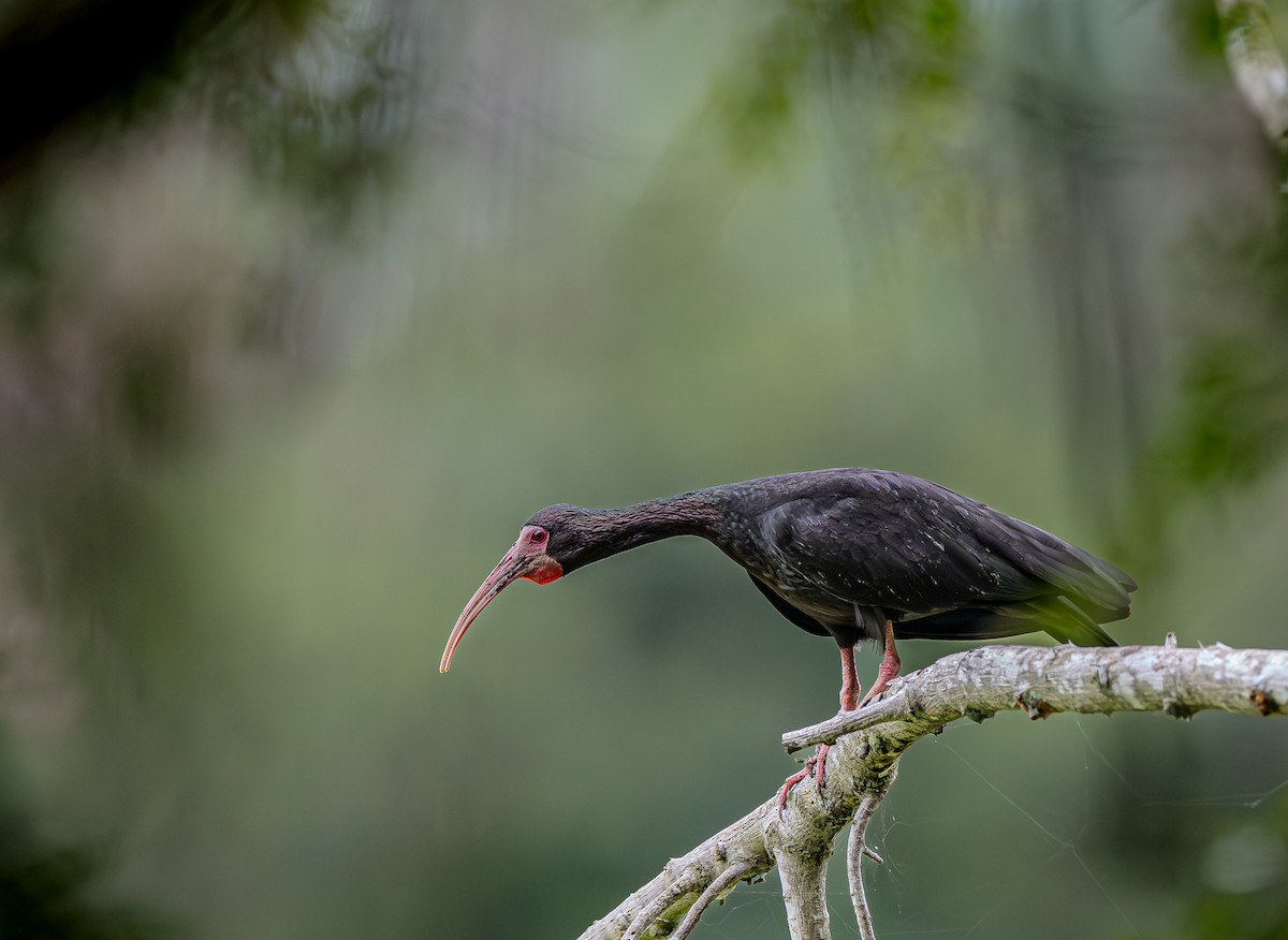 Fısıldayan Aynak - ML655193422
