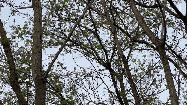 Blue Jay - ML655193442