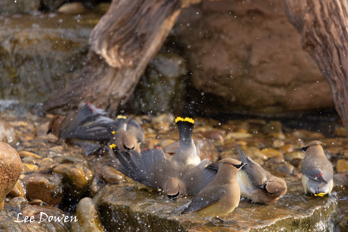 Cedar Waxwing - ML655193503