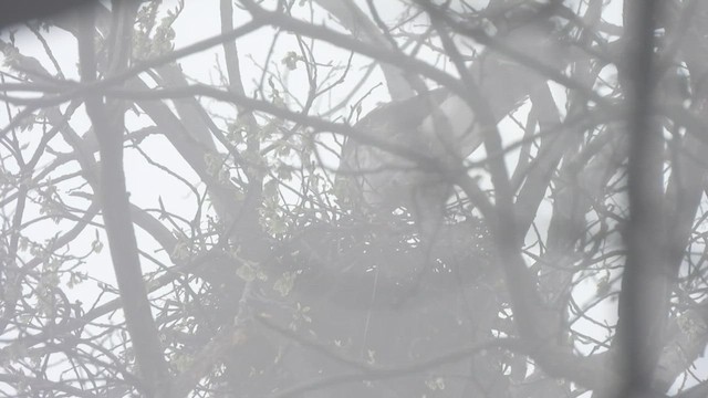 Cooper's Hawk - ML655193512