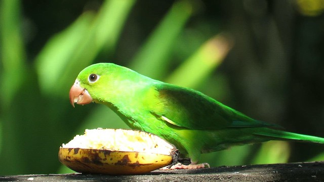 Plain Parakeet - ML655193666