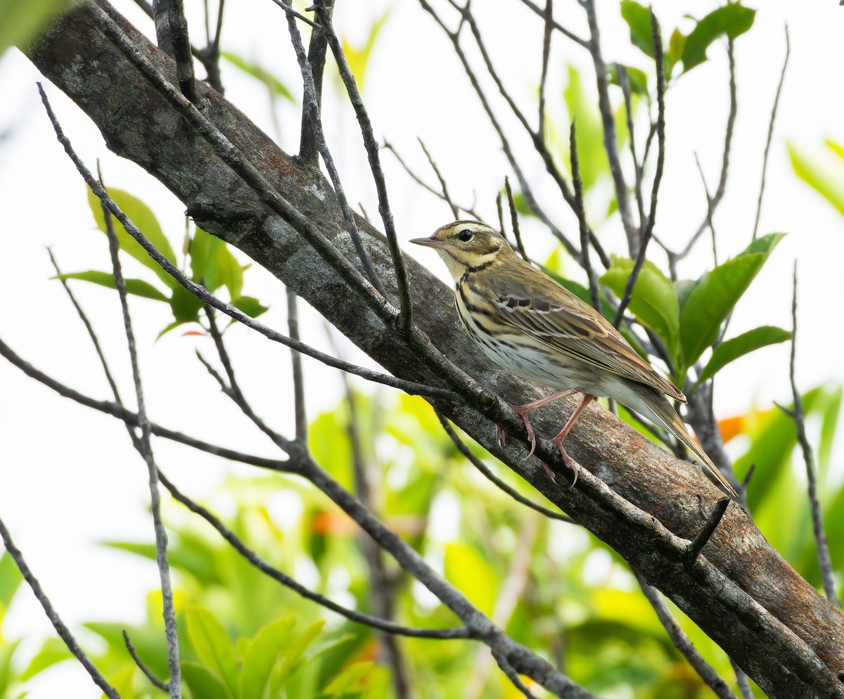 Pipit à dos olive - ML655193795