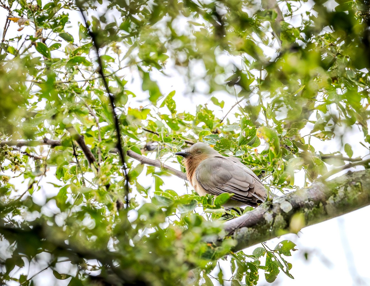 Ufak Guguk - ML655193891