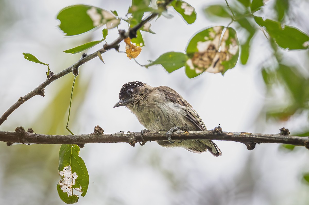 Gri Göğüslü Kakancık - ML655193986
