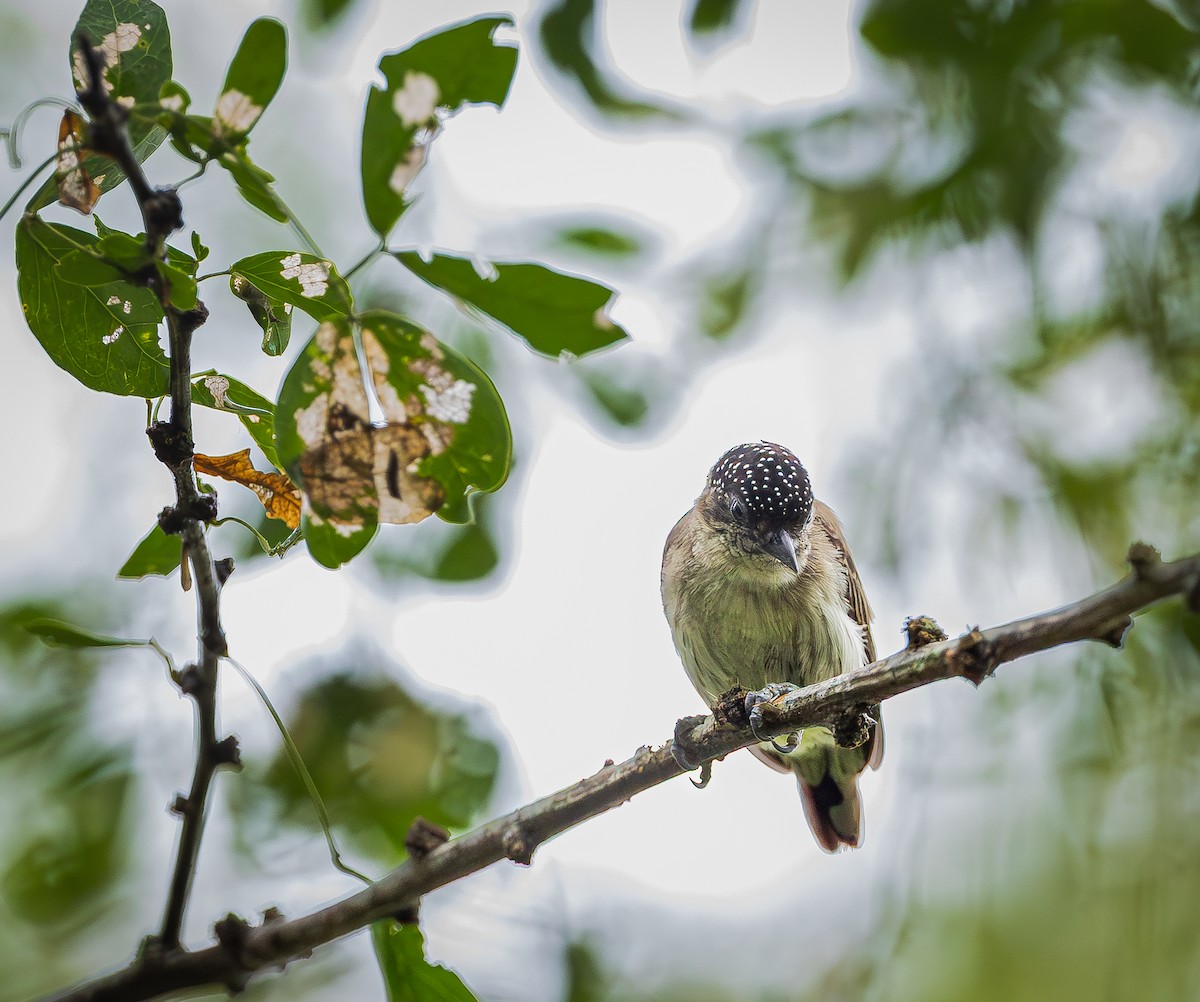 Gri Göğüslü Kakancık - ML655193987