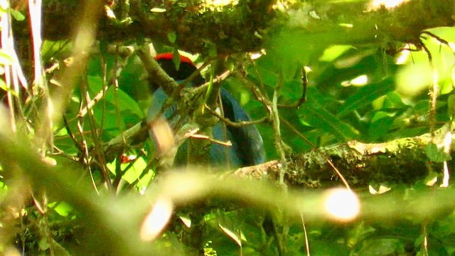 Swallow-tailed Manakin - ML655194013