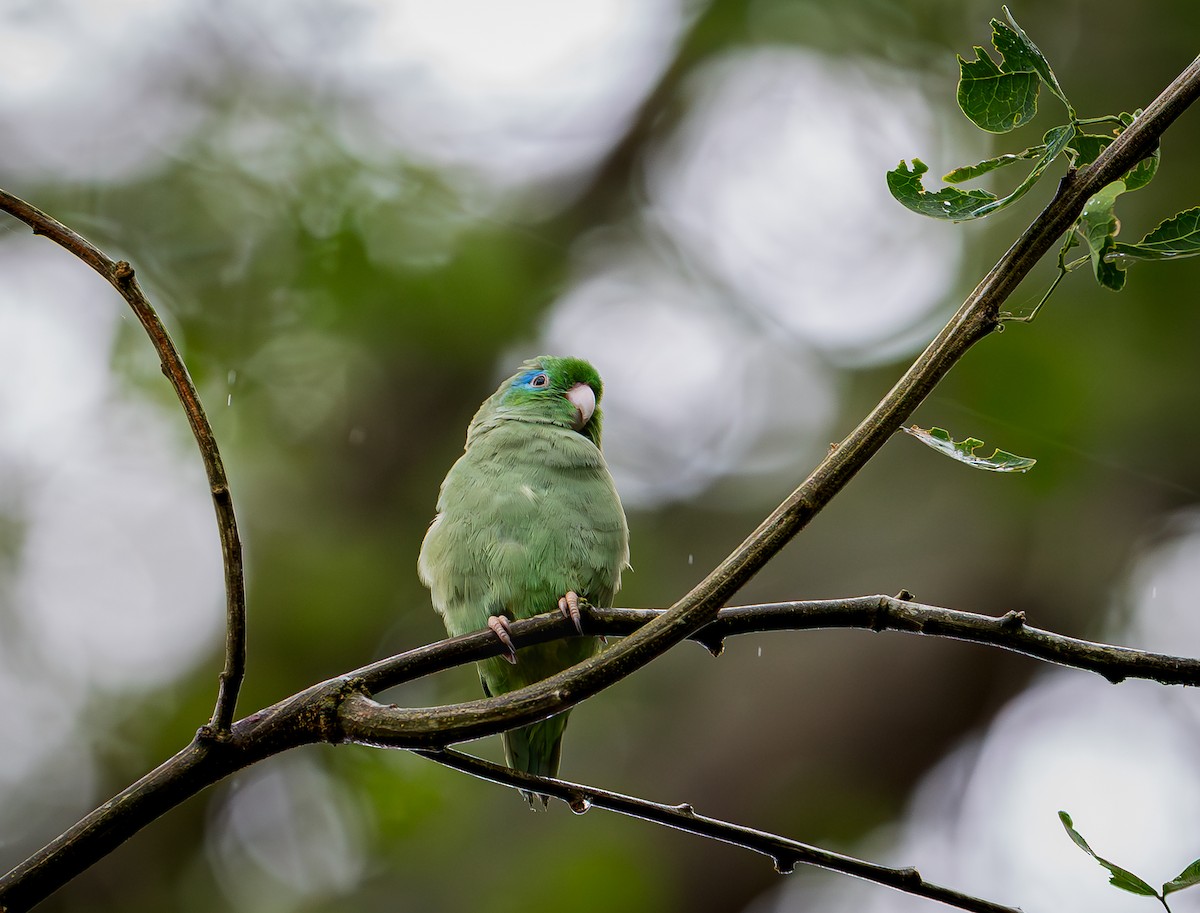 Gözlüklü Serçe Papağanı - ML655194054