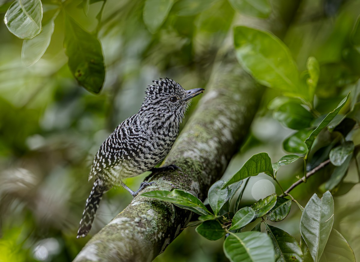 Yazılı Karınlı Karıncaavcısı - ML655194065