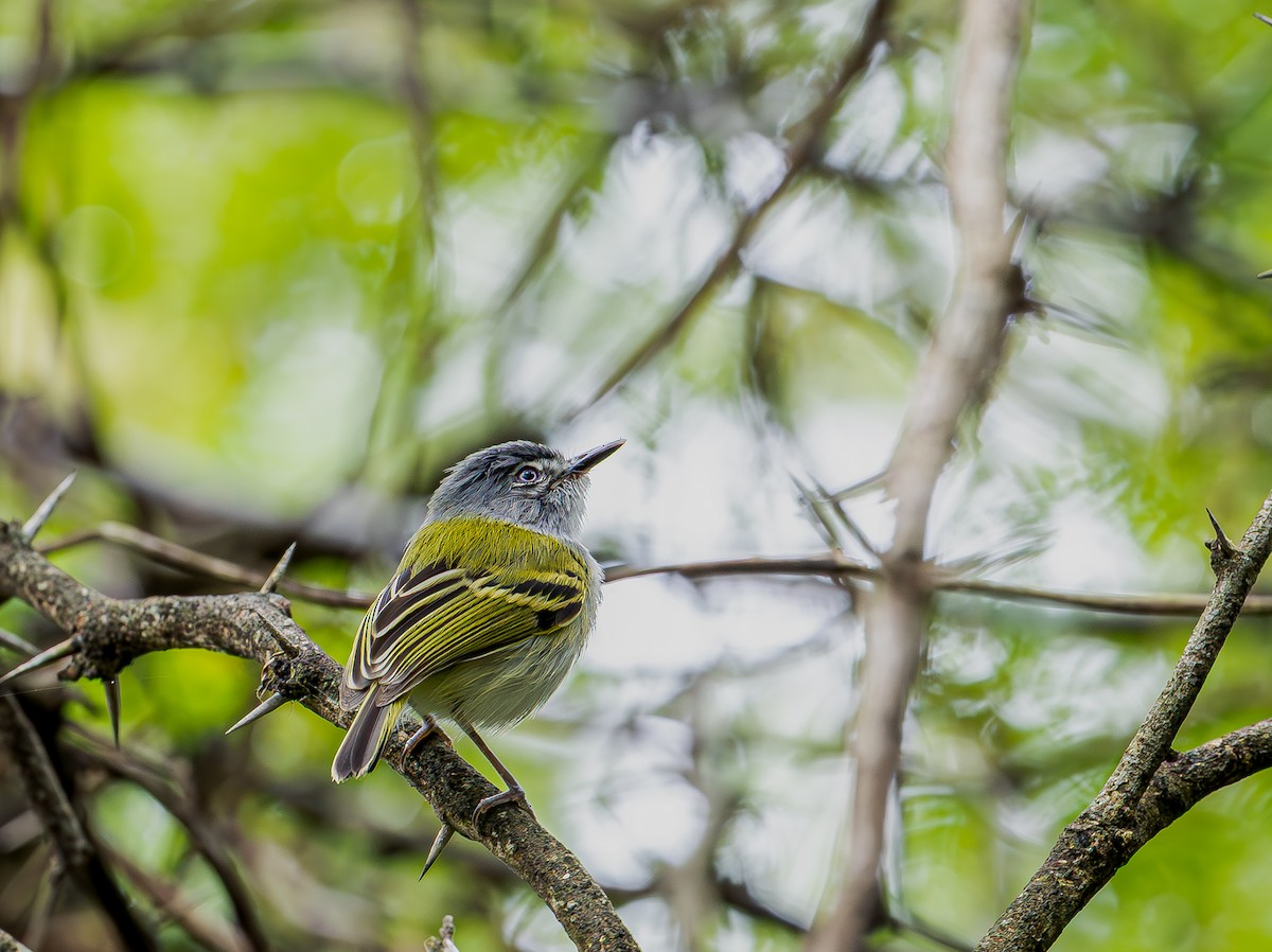 Gri Başlı Todi Sinekkapanı - ML655194078