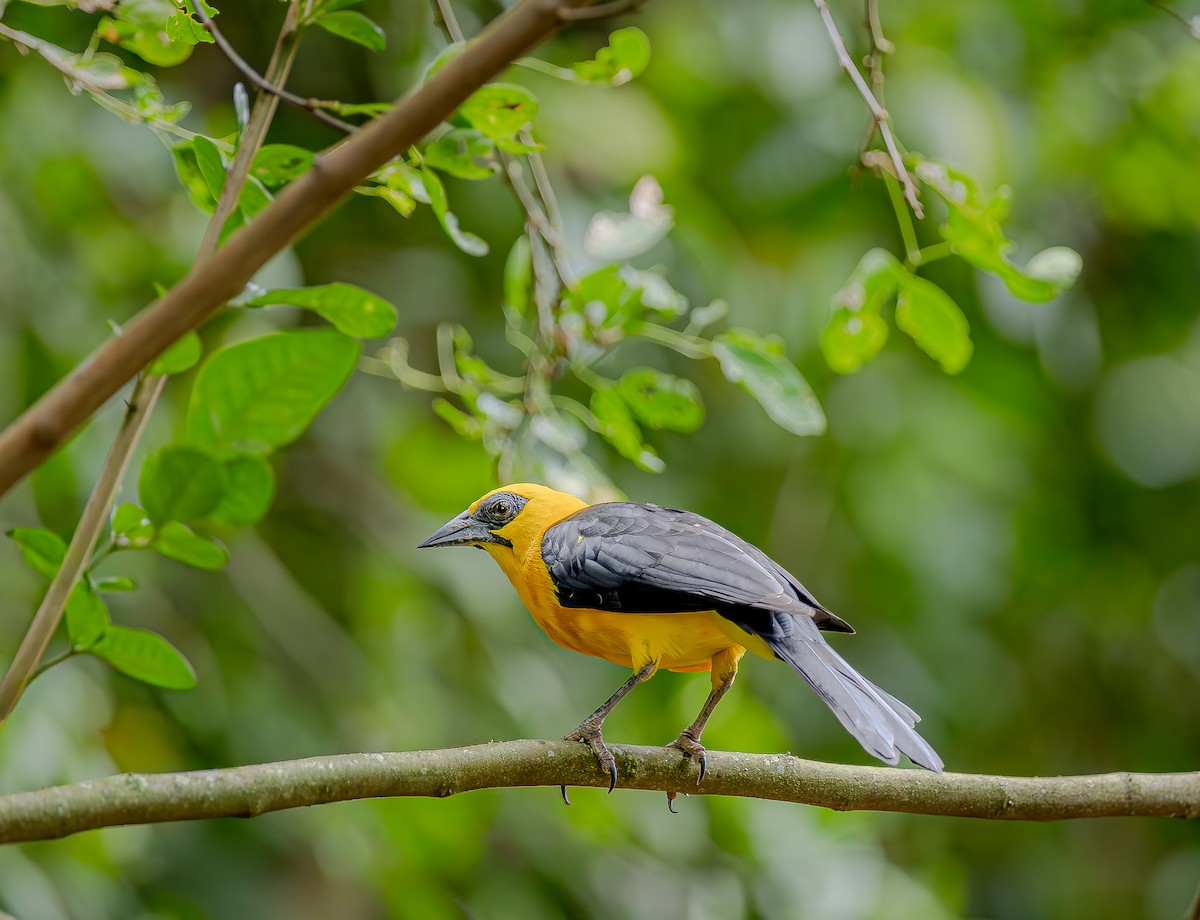 Sarı Karınlı Kiskal - ML655194104