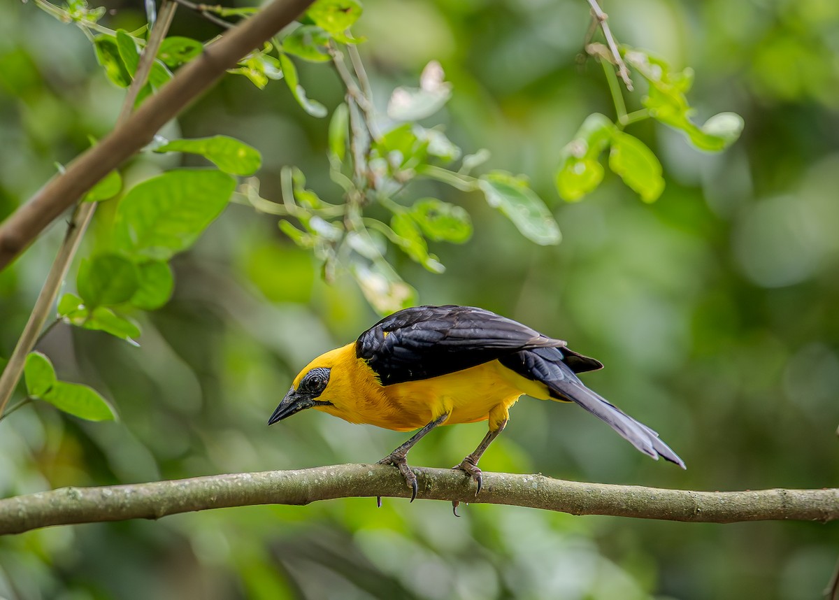 Sarı Karınlı Kiskal - ML655194105