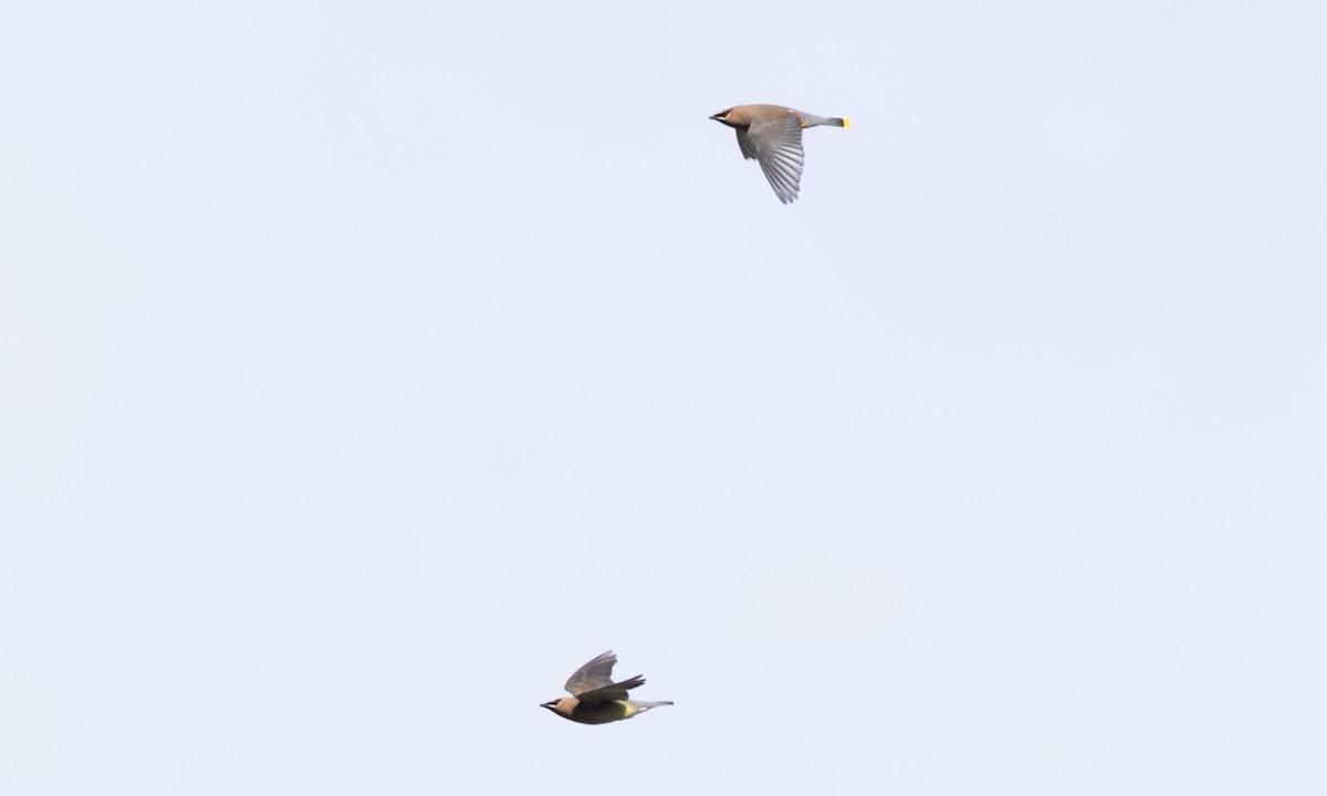 Cedar Waxwing - ML655194213