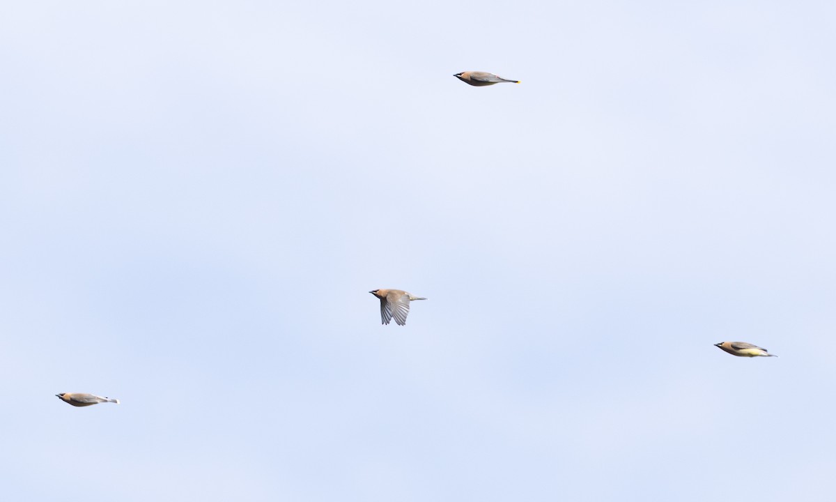 Cedar Waxwing - ML655194214