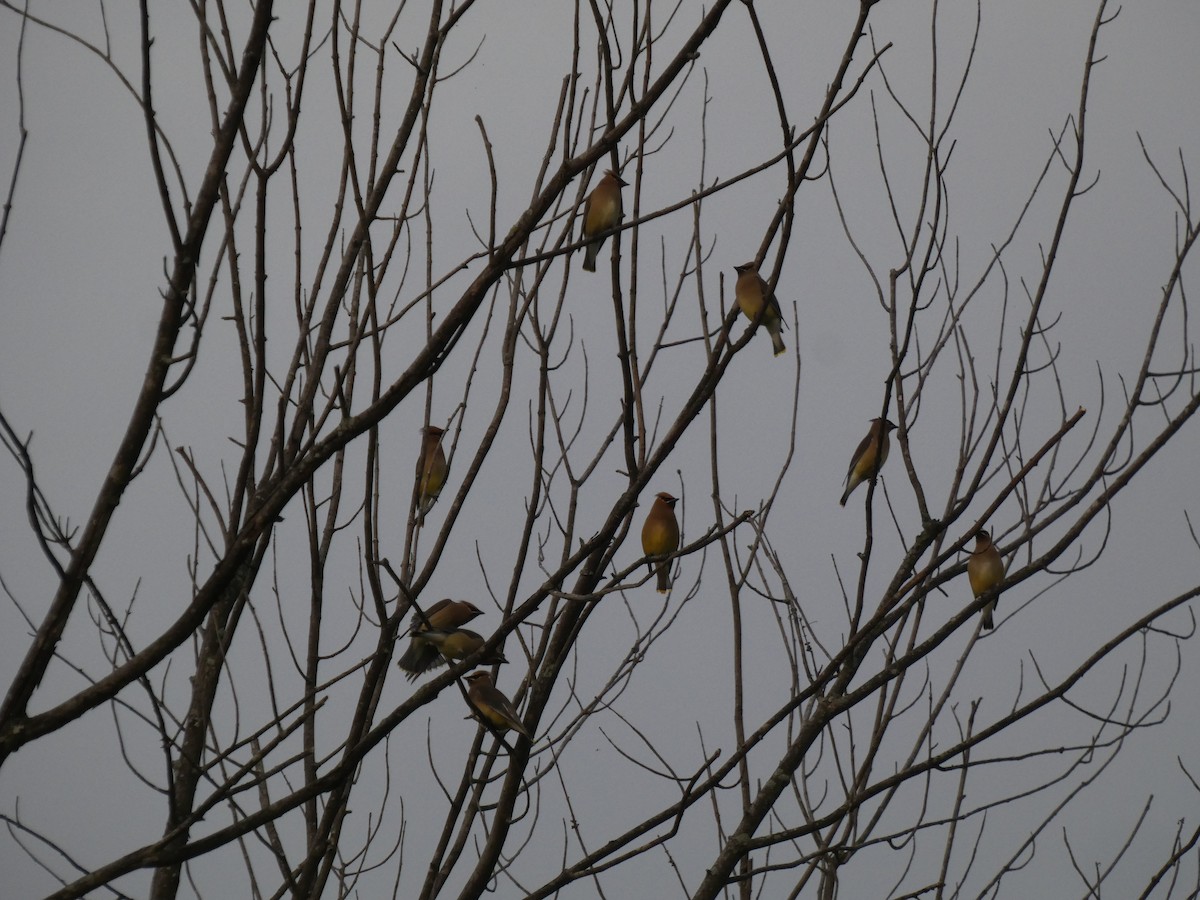 Cedar Waxwing - ML655194227