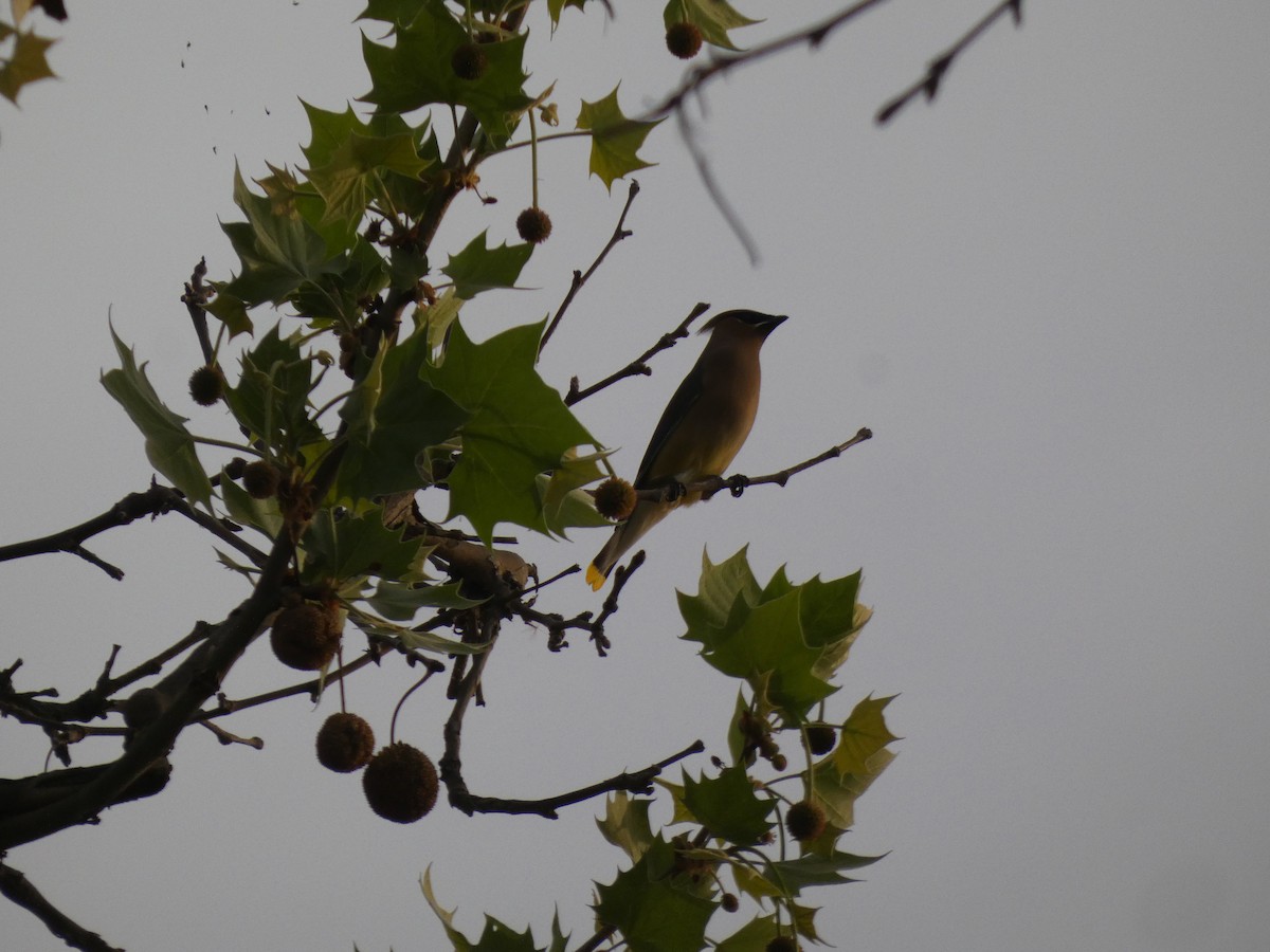 Cedar Waxwing - ML655194228