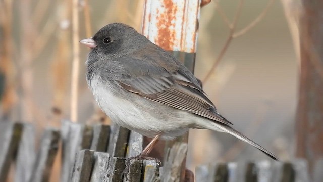 Dark-eyed Junco - ML655194348