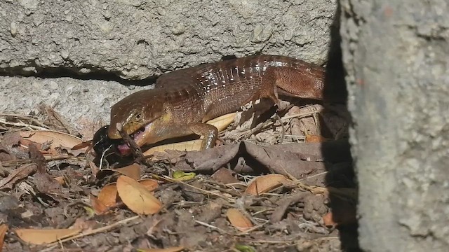 Southern Alligator Lizard - ML655194430