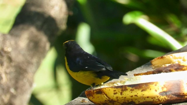 Violaceous Euphonia - ML655194453