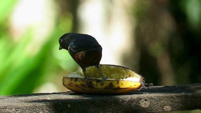 Chestnut-bellied Euphonia - ML655194545